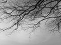 Black and white image of the lonely desolated trees,ÃÂ  with moody stormy sky in the background.